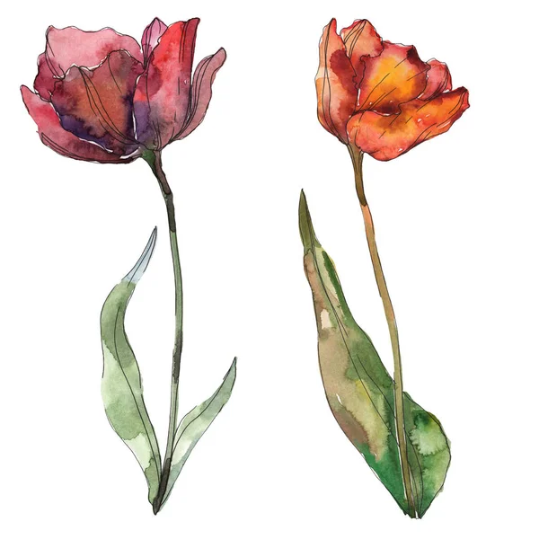 Burgundy and orange isolated poppies with leaves. Watercolor illustration elements. — Stock Photo