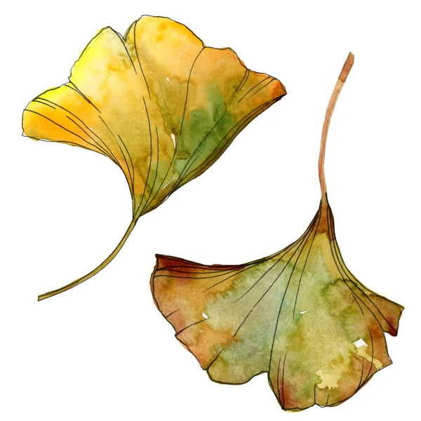Yellow and green ginkgo biloba isolated leaves. Watercolor background illustration set. — Stock Photo