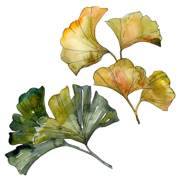 Foglie isolate di ginkgo biloba giallo e verde. Acquerello sfondo illustrazione set . — Foto stock