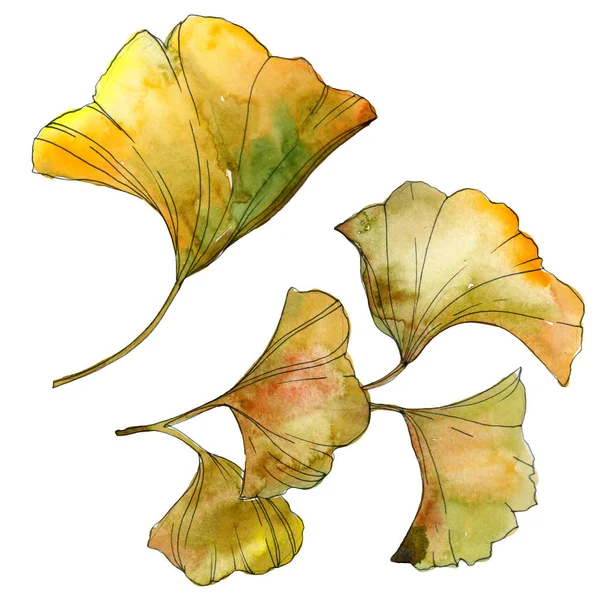 Folhas isoladas de ginkgo biloba amarelo e verde. Conjunto de ilustração de fundo aquarela . — Fotografia de Stock