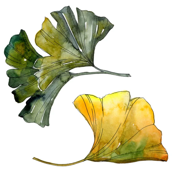 Yellow and green ginkgo biloba isolated leaves. Watercolor background illustration set. — Stock Photo