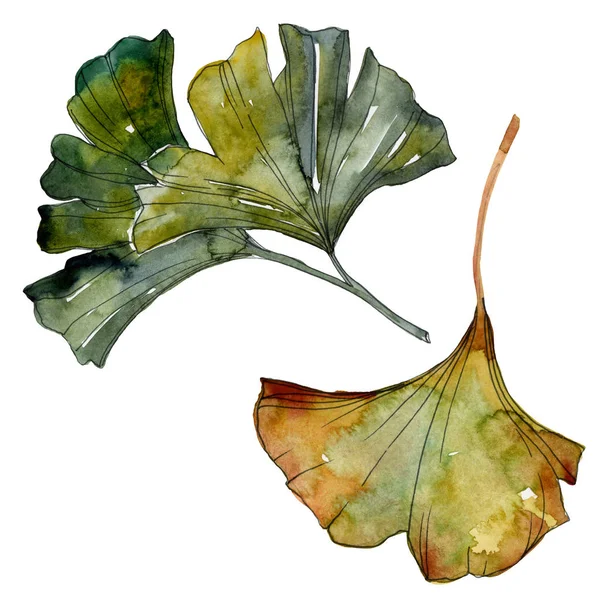 Hojas aisladas de ginkgo biloba amarillo y verde. Acuarela fondo ilustración conjunto . - foto de stock