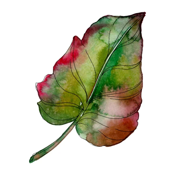 Feuille exotique de palmier vert tropical. Éléments d'illustration dessinés aquarelle . — Photo de stock