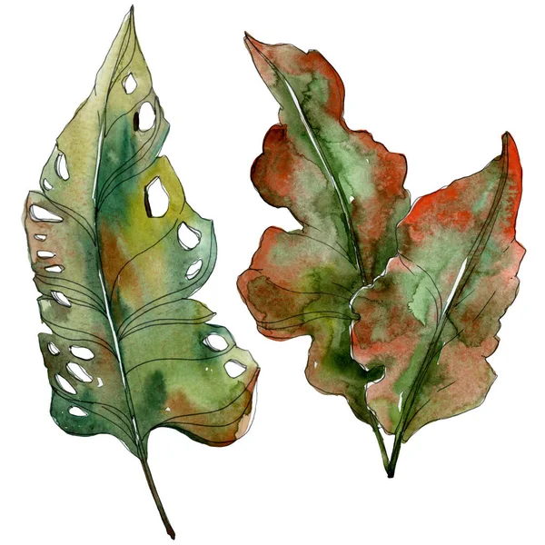 Feuilles exotiques de palmier vert tropical. Ensemble d'illustration aquarelle . — Photo de stock