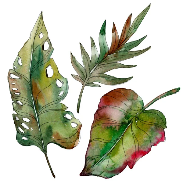 Feuilles exotiques tropicales isolées de palmier vert. Ensemble d'illustration aquarelle . — Photo de stock