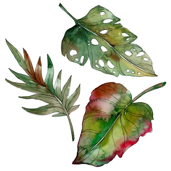 Екзотичні тропічні ізольовані зелені листя пальми. Набір акварельних ілюстрацій . — стокове фото