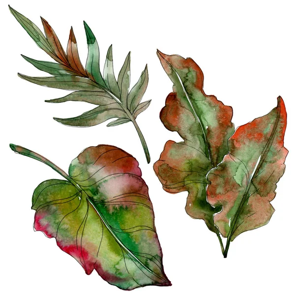 Folhas de palma verde exóticas tropicais isoladas. Conjunto de ilustrações aquarela . — Fotografia de Stock