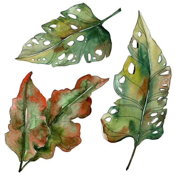 Feuilles exotiques tropicales isolées de palmier vert. Ensemble d'illustration aquarelle . — Photo de stock