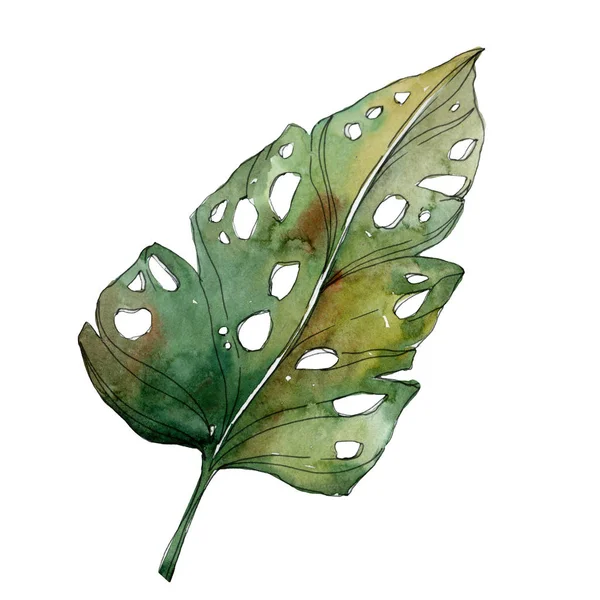 Екзотичний тропічний зелений лист пальми ізольований елемент ілюстрації . — стокове фото