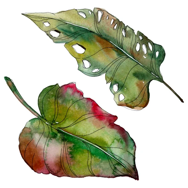 Feuilles isolées exotiques de palmier vert tropical. Illustration de fond aquarelle . — Photo de stock