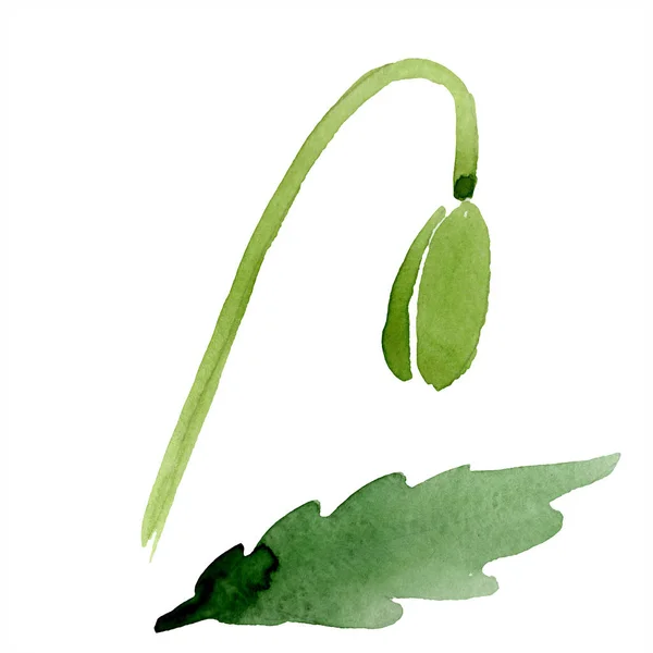 Bud with leaf isolated on white. Watercolor illustration. — Stock Photo