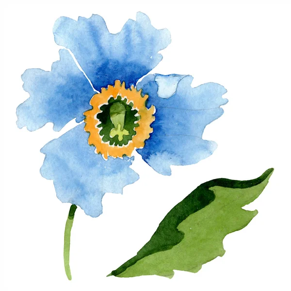 Blue poppy and green leaf watercolor illustration. — Stock Photo