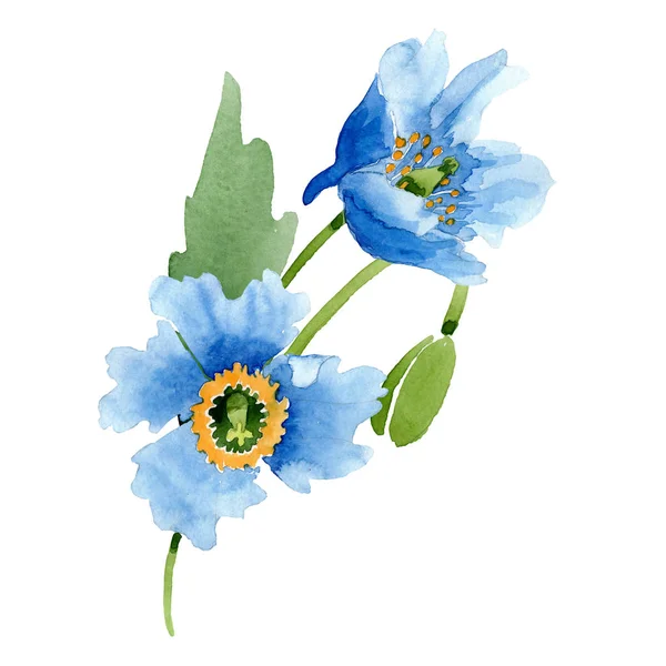 Amapolas azules, hojas y brotes aislados en blanco. Juego de ilustración en acuarela . - foto de stock