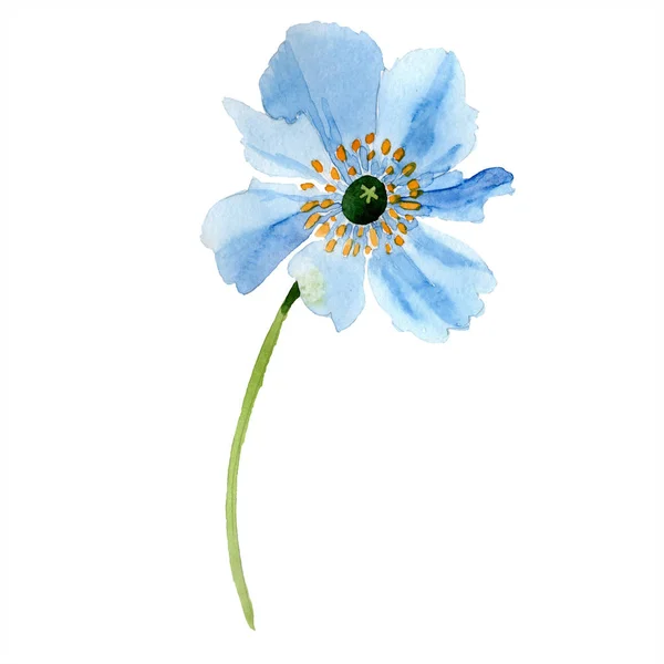 Blue poppy isolated on white. Watercolor illustration element. — Stock Photo