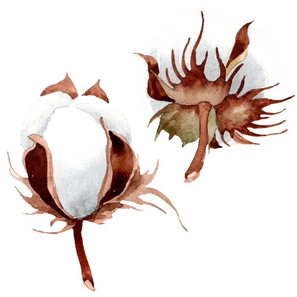 Baumwolle Blumen botanische Blume. wildes Frühlingsblatt Wildblume isoliert. Aquarell Hintergrundillustration Set. Aquarellzeichnung Modeaquarell isoliert. isoliertes Cootton-Illustrationselement. — Stockfoto