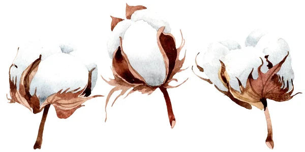 Baumwolle Blumen botanische Blume. wildes Frühlingsblatt Wildblume isoliert. Aquarell Hintergrundillustration Set. Aquarellzeichnung Modeaquarell isoliert. isoliertes Cootton-Illustrationselement. — Stockfoto