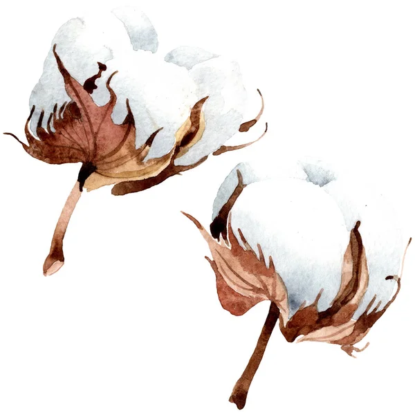 Бавовняна квіткова ботанічна квітка. Дикий весняний лист ізольований. Набір ілюстрацій для акварельного фону. Акварельний малюнок моди акварель ізольовано. Ізольований елемент ілюстрації з бавовни . — стокове фото