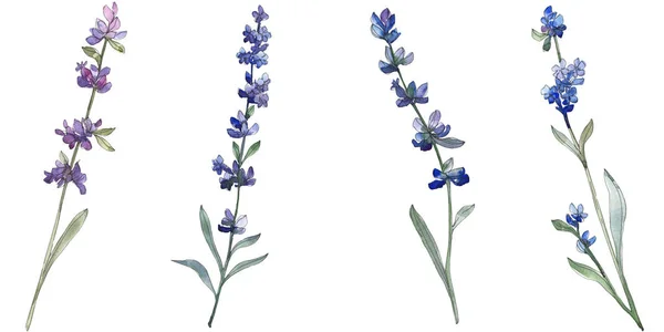 Fiore botanico floreale viola lavanda. Fiore selvatico primaverile isolato. Acquerello sfondo illustrazione set. Acquerello disegno moda acquerello. Elemento isolante di illustrazione lavanda . — Foto stock