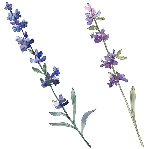 Fiore botanico floreale viola lavanda. Fiore selvatico primaverile isolato. Acquerello sfondo illustrazione set. Acquerello disegno moda acquerello. Elemento isolante di illustrazione lavanda . — Foto stock