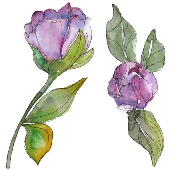 Camélia rouge et violet fleurs isolées sur blanc. Aquarelle fond éléments d'illustration . — Photo de stock