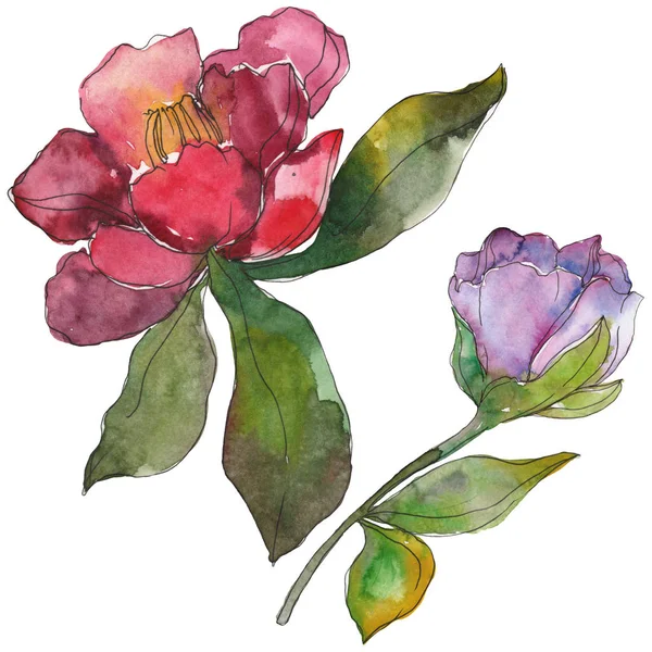 Red and purple camellia flowers isolated on white. Watercolor background illustration elements. — Stock Photo