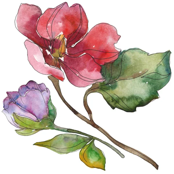 Camélia rouge et violet fleurs isolées sur blanc. Aquarelle fond éléments d'illustration . — Photo de stock