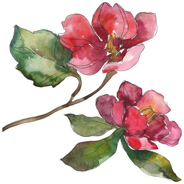 Красный и фиолетовый цветы камелии изолированы на белом. Элементы акварели . — стоковое фото