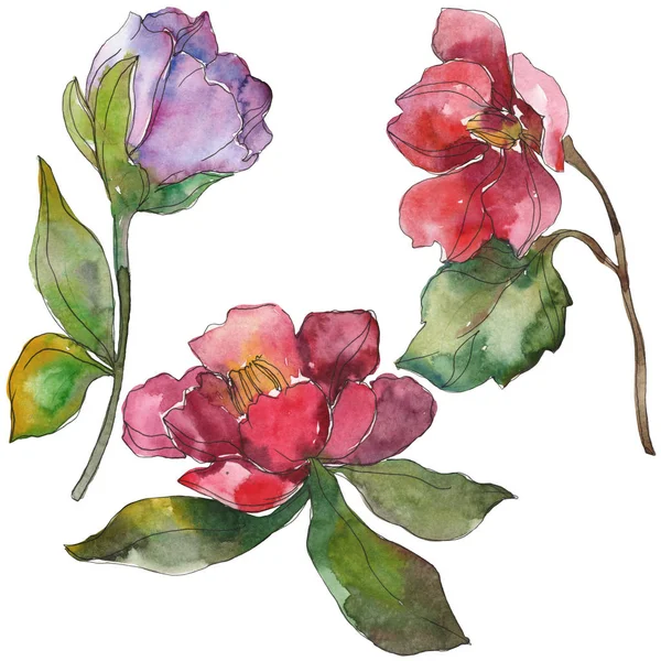 Flores de camélia vermelhas e roxas isoladas em branco. Elementos de ilustração de fundo aquarela . — Fotografia de Stock