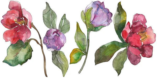 Camélia rouge et violet fleurs isolées sur blanc. Aquarelle fond éléments d'illustration . — Photo de stock