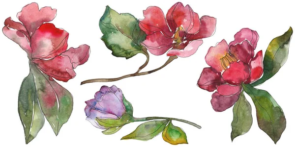 Flores de camélia vermelhas e roxas isoladas em branco. Elementos de ilustração de fundo aquarela . — Fotografia de Stock