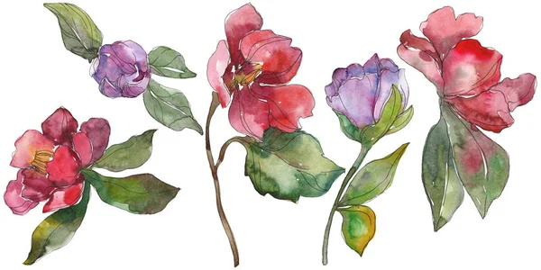 Camélia rouge et violet fleurs isolées sur blanc. Aquarelle fond éléments d'illustration . — Photo de stock