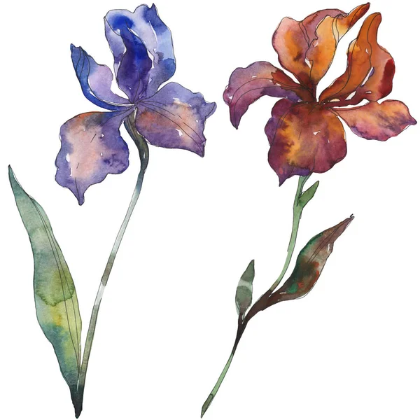 Íris vermelhas e roxas. Floral flor botânica. Folha selvagem primavera wildflower isolado. Conjunto de ilustração de fundo aquarela. Aquarelle desenho aquarelle moda. Iris isolado elemento de ilustração . — Fotografia de Stock