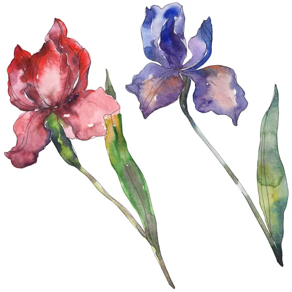 Iris rossi e viola. Fiore botanico floreale. Fiore selvatico primaverile isolato. Acquerello sfondo illustrazione set. Acquerello disegno moda acquerello. Elemento di illustrazione dell'iride isolata . — Foto stock