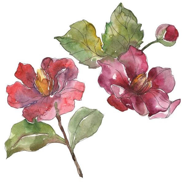 Pivoines rouges isolées sur fond aquarelle blanc illustration ensemble . — Photo de stock