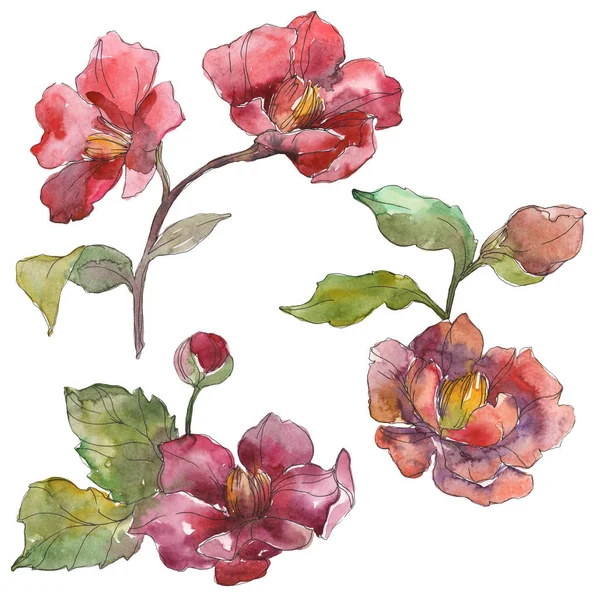 Pivoines rouges isolées sur fond aquarelle blanc illustration ensemble . — Photo de stock