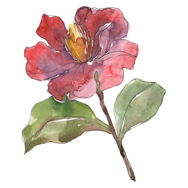 Pivoine rouge isolée sur fond aquarelle blanc élément illustration . — Photo de stock