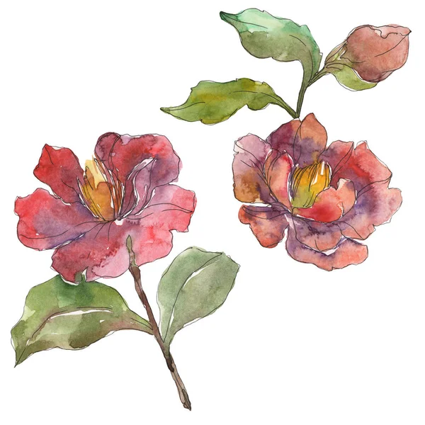 Pivoines rouges isolées sur fond aquarelle blanc illustration ensemble . — Photo de stock