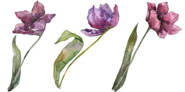 Lila Tulpe florale botanische Blumen. wildes Frühlingsblatt Wildblume isoliert. Aquarell Hintergrundillustration Set. Aquarell zeichnen Mode-Aquarell. isoliertes Tulpenillustrationselement. — Stockfoto