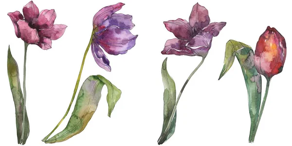 Lila Tulpe florale botanische Blumen. wildes Frühlingsblatt Wildblume isoliert. Aquarell Hintergrundillustration Set. Aquarell zeichnen Mode-Aquarell. isoliertes Tulpenillustrationselement. — Stockfoto