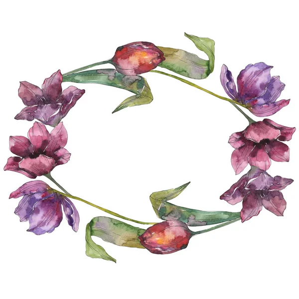 Fiori botanici floreali di tulipano viola. Fiore selvatico primaverile isolato. Acquerello sfondo illustrazione set. Acquerello disegno moda acquerello isolato. Quadrato ornamento bordo cornice . — Foto stock