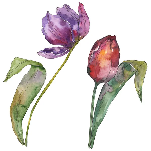 Tulipán púrpura flores botánicas florales. Flor silvestre de hoja de primavera aislada. Conjunto de ilustración de fondo acuarela. Acuarela dibujo moda aquarelle. Elemento de ilustración de tulipán aislado . - foto de stock