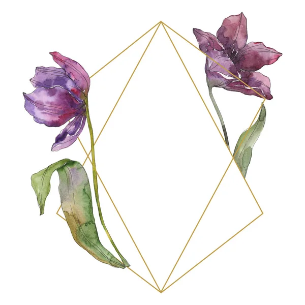 Fiori botanici floreali di tulipano viola. Fiore selvatico primaverile isolato. Acquerello sfondo illustrazione set. Acquerello disegno moda acquerello isolato. Quadrato ornamento bordo cornice . — Foto stock