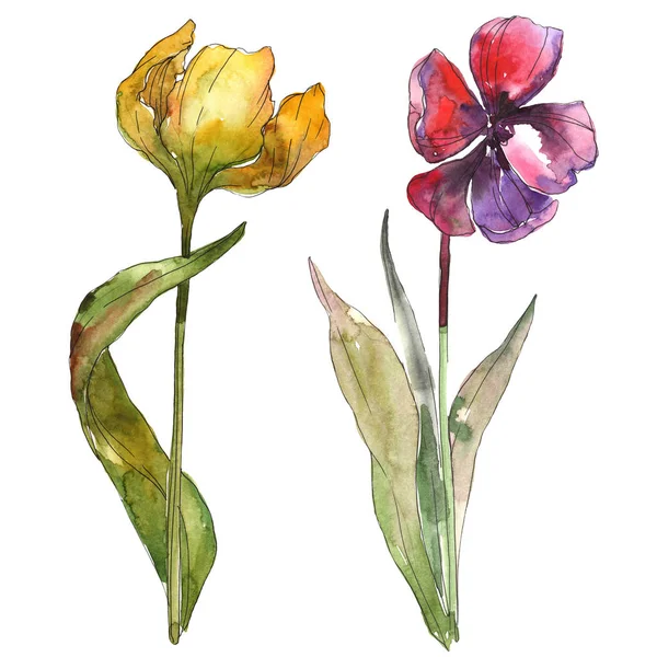 Yellow and red tulips isolated illustration elements. Watercolor background illustration. — Stock Photo