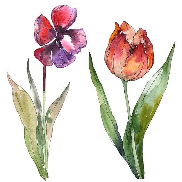Фиолетовый и красный тюльпаны изолированные элементы иллюстрации. Акварель . — стоковое фото