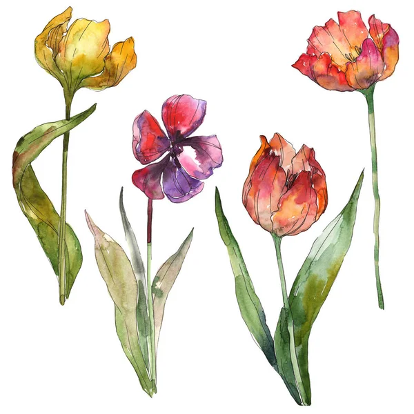 Tulipanes amarillos y rojos aislados elementos de ilustración. Ilustración fondo acuarela . - foto de stock