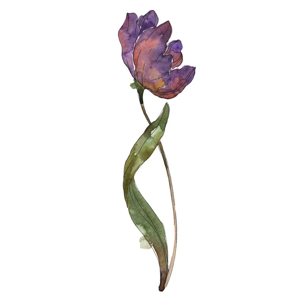 Tulipe violette isolée sur fond aquarelle blanc élément d'illustration . — Photo de stock