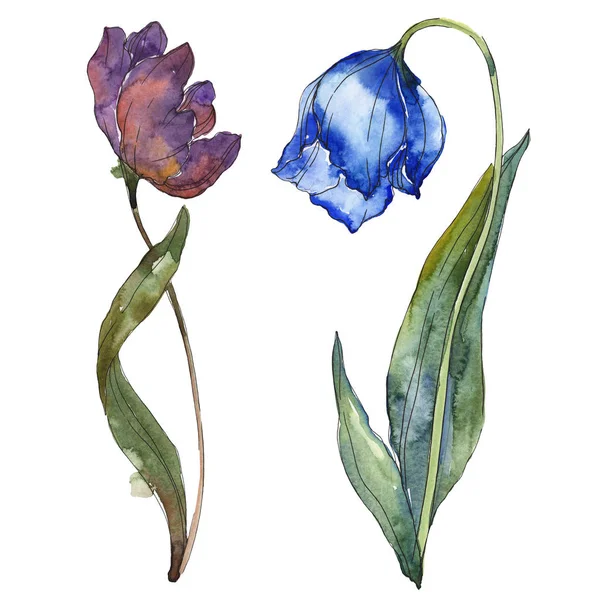 Blue and purple tulips isolated on white watercolor background illustration elements. — Stock Photo