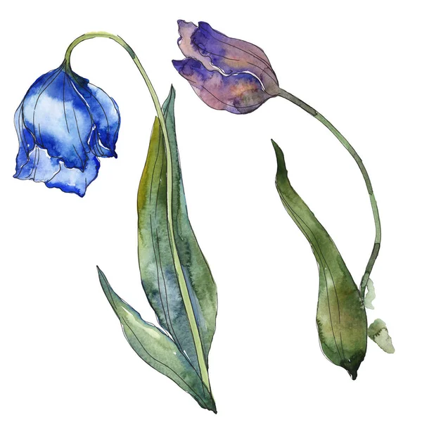 Blue and purple tulips isolated on white watercolor background illustration elements. — Stock Photo
