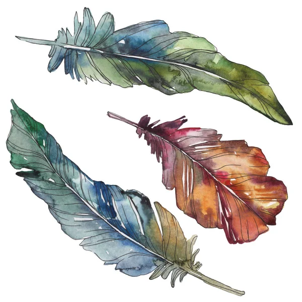 Bird feather from wing isolated. Watercolor background illustration set. Watercolour drawing fashion aquarelle isolated. Isolated feathers illustration element. — Stock Photo