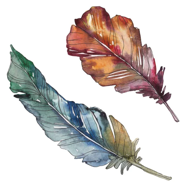 Bird feather from wing isolated. Watercolor background illustration set. Watercolour drawing fashion aquarelle isolated. Isolated feathers illustration element. — Stock Photo